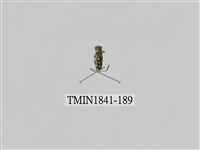 藏品(菲律賓產昆蟲)的圖片